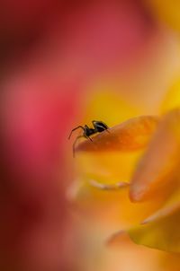 Close-up of insect on flower