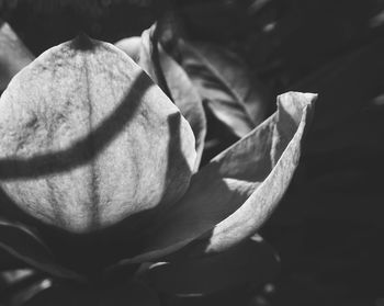 Close-up of flower