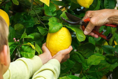 Cropped hand holding fruit