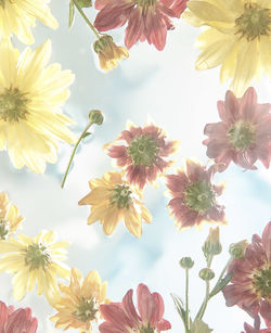 Close-up of yellow flowers blooming against sky