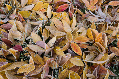 Full frame shot of frozen autumn leaves on field