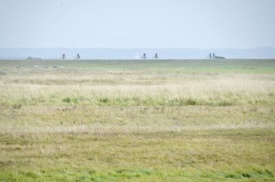 Scenic view of field against clear sky