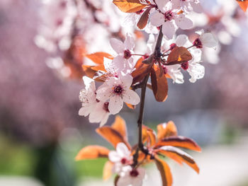 Close-up of pink flowers on tree