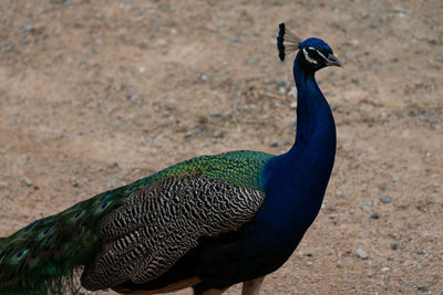Close-up of a peacock