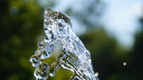 Close-up of water drop falling on plant during winter