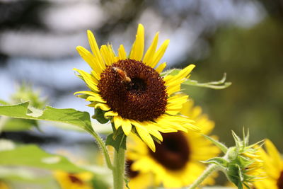 Close-up of insect on sunflower