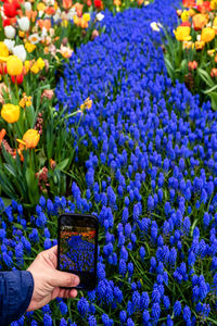 Tourist hand taking photo of colorful blooming tulips and blue muscari flowers in  keukenhof  garden