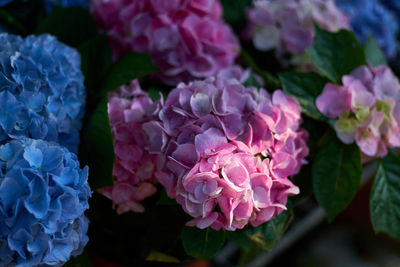 Close-up of pink hydrangea flowers