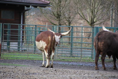 View of horse standing on field