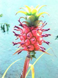 Close-up of red flower