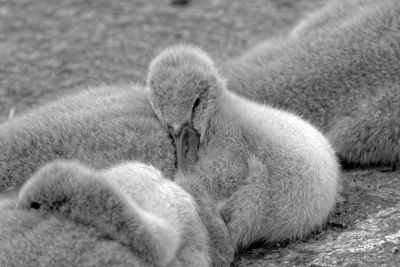 Cygnets snoozing