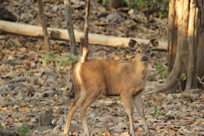 Portrait of deer in forest