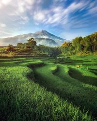 Scenic view of field against sky