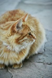 Hairy ginger cat resting on footpath