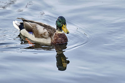 Duck swimming in a lake