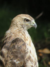 A coopers hawk stares at an empty lot that once housed his tall trees and tasty squirrels. 