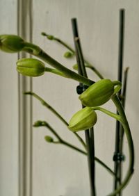 Close-up of plant