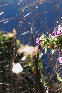 Close-up of white flowering plant