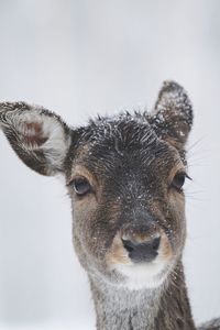 Close-up of a horse against white background