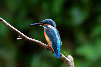 Close-up of common kingfisher perching on branch