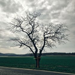 Bare tree on field against cloudy sky