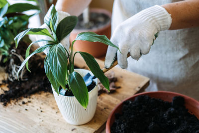 Spring houseplant care, repotting houseplants. waking up indoor plants for spring. woman is