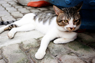 Portrait of cat lying down