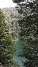 Scenic view of lake in forest