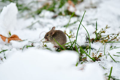 Mouse on snow covered land