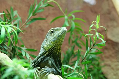 Close-up of lizard on plant