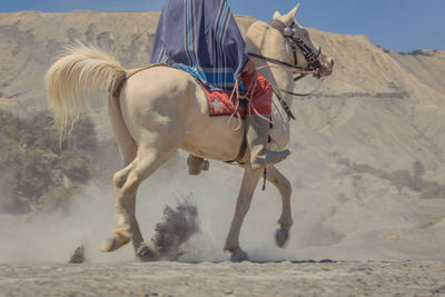 Horse riding on sand