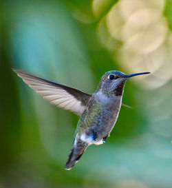 Close-up of bird flying against blurred background