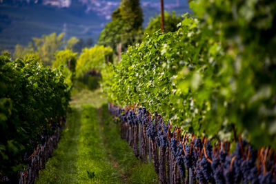 Grape stalk ripe and ready for harvesting in the wine route at lake caldaro in bolzano italy