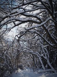 Bare trees against sky