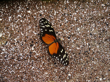 Close-up of butterfly