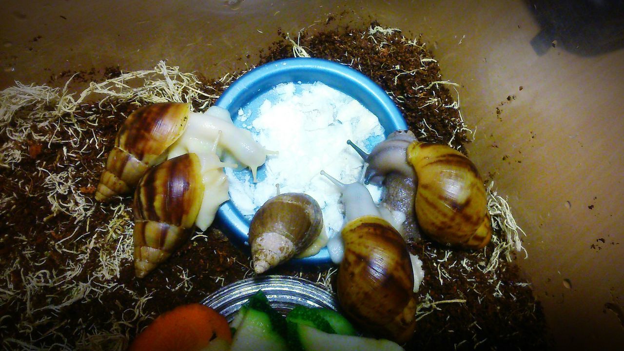 food and drink, food, healthy eating, high angle view, freshness, water, close-up, indoors, fish, animal themes, no people, still life, seafood, vegetable, directly above, bowl, day, animal shell, wet, sea life