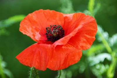 Close-up of red poppy flower