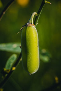 Close-up of insect on plant