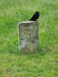 Black bird perching on a wood