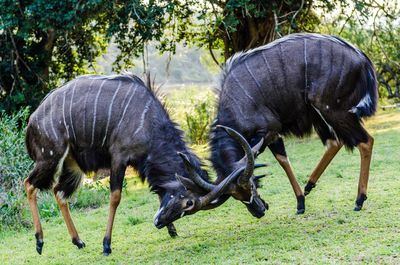 Wildebeest fighting on grassy field in forest