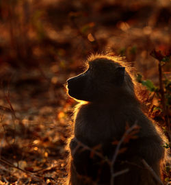 Close-up of monkey