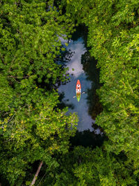 View of trees against river