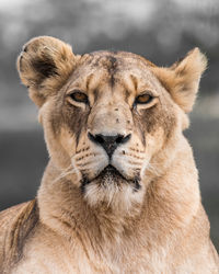 Close-up portrait of a female lion