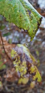 Close-up of wet leaves