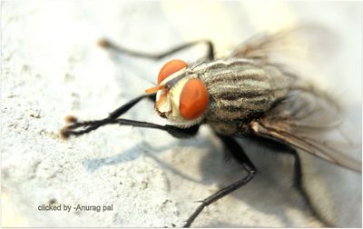 Close-up of insect