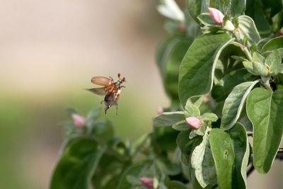 Close-up of bee on flower