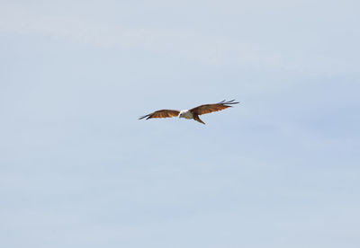 Low angle view of eagle flying in sky
