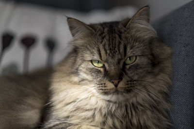 Close-up of a maine coon cat