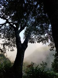 Low angle view of tree against mountain