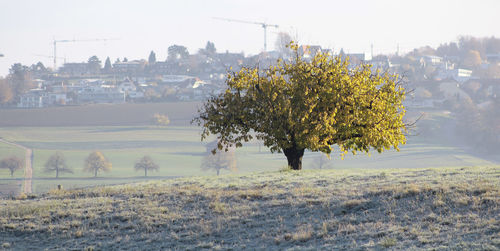 Trees on field in city against clear sky